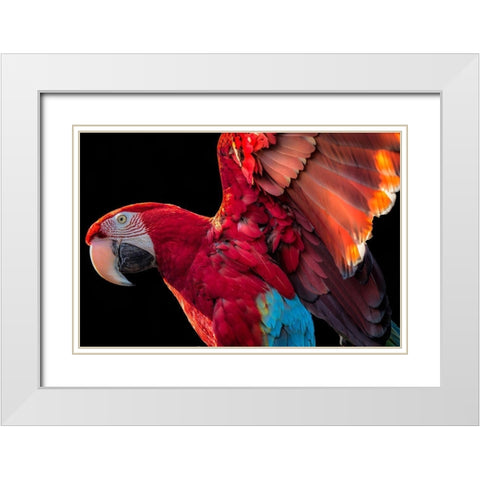 Parrot Wings White Modern Wood Framed Art Print with Double Matting by Ronin