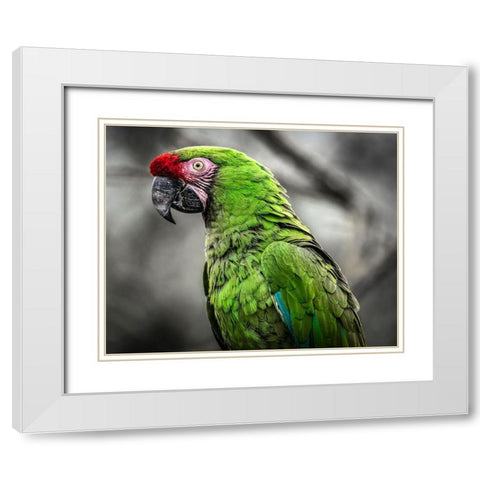 Green Ara Parrot White Modern Wood Framed Art Print with Double Matting by Ronin
