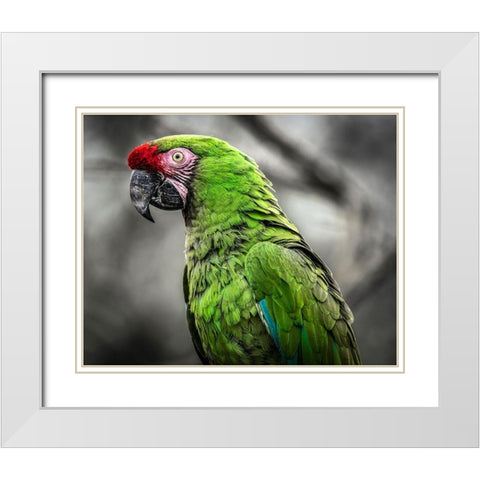 Green Ara Parrot White Modern Wood Framed Art Print with Double Matting by Ronin