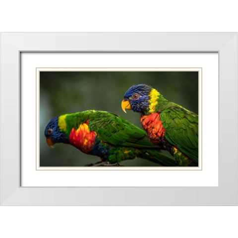 Green Birds White Modern Wood Framed Art Print with Double Matting by Ronin