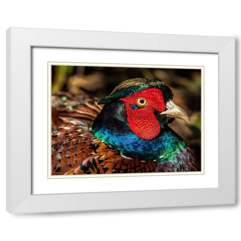 The Fazant White Modern Wood Framed Art Print with Double Matting by Ronin