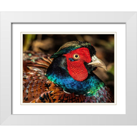 The Fazant White Modern Wood Framed Art Print with Double Matting by Ronin