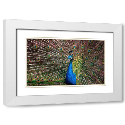 The Peacock White Modern Wood Framed Art Print with Double Matting by Ronin