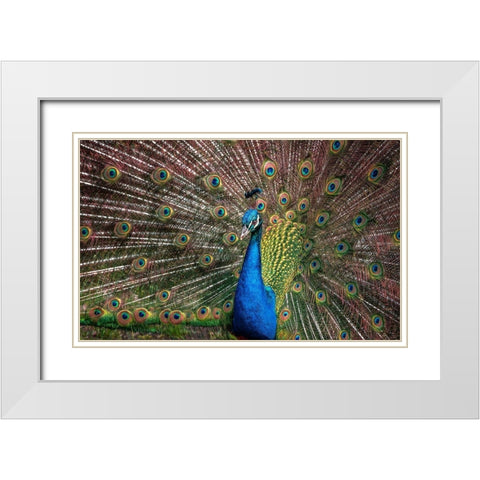 The Peacock White Modern Wood Framed Art Print with Double Matting by Ronin