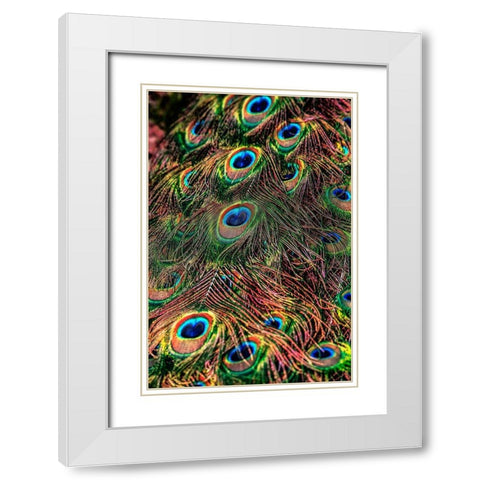 Peacock Feathers White Modern Wood Framed Art Print with Double Matting by Ronin