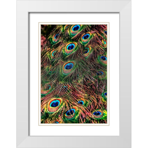 Peacock Feathers White Modern Wood Framed Art Print with Double Matting by Ronin