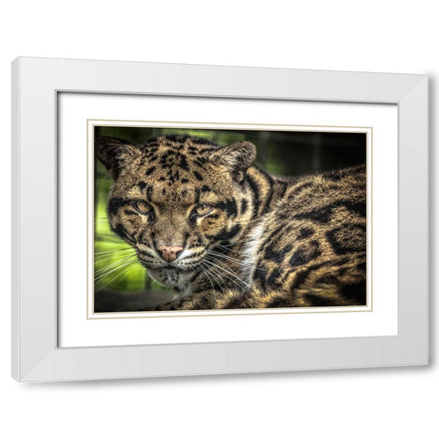 The Nevel Panther White Modern Wood Framed Art Print with Double Matting by Ronin