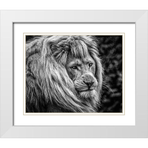 the male Lion White Modern Wood Framed Art Print with Double Matting by Ronin