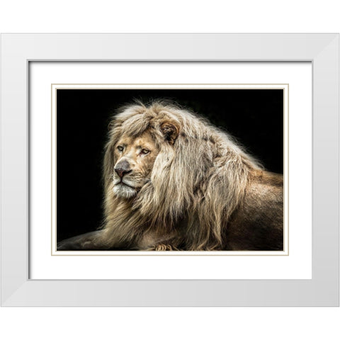 The white Lion White Modern Wood Framed Art Print with Double Matting by Ronin