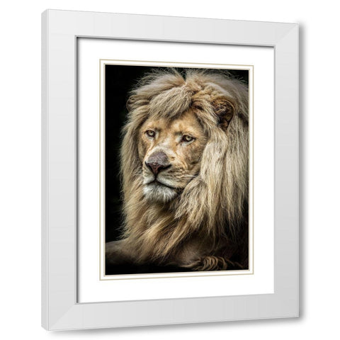 The white Lion II White Modern Wood Framed Art Print with Double Matting by Ronin