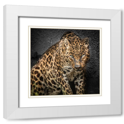 The Jaguar White Modern Wood Framed Art Print with Double Matting by Ronin