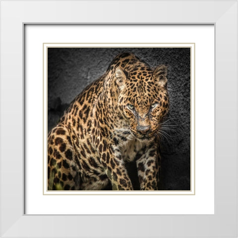 The Jaguar White Modern Wood Framed Art Print with Double Matting by Ronin