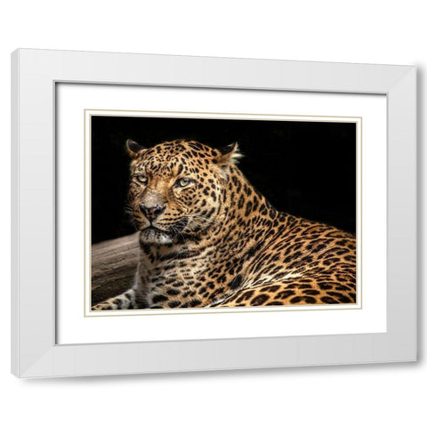 The Jaguar II White Modern Wood Framed Art Print with Double Matting by Ronin