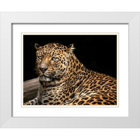 The Jaguar II White Modern Wood Framed Art Print with Double Matting by Ronin