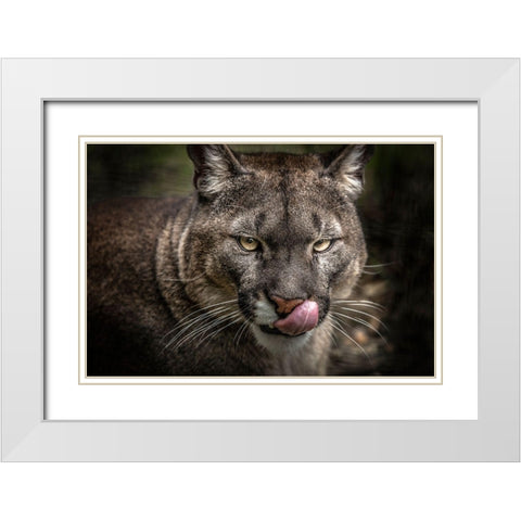 The Puma White Modern Wood Framed Art Print with Double Matting by Ronin