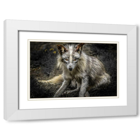 Silver Fox White Modern Wood Framed Art Print with Double Matting by Ronin