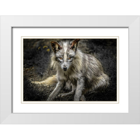 Silver Fox White Modern Wood Framed Art Print with Double Matting by Ronin