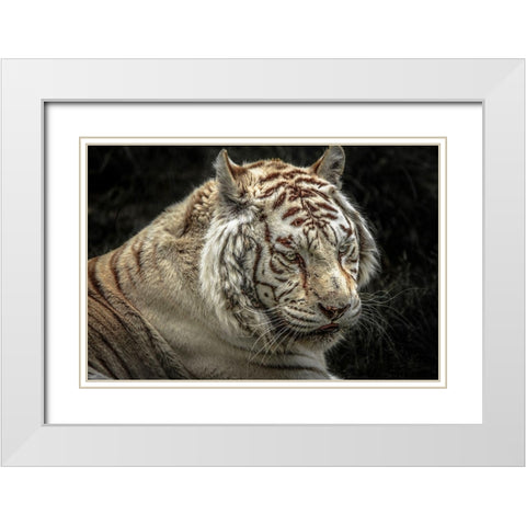 The Lygar II White Modern Wood Framed Art Print with Double Matting by Ronin