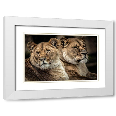 Lionesses White Modern Wood Framed Art Print with Double Matting by Ronin