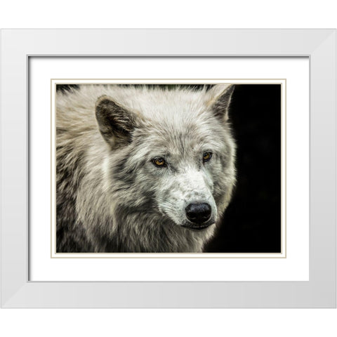 White Wolf White Modern Wood Framed Art Print with Double Matting by Ronin