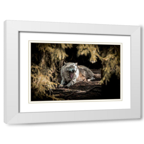 White Wolf II White Modern Wood Framed Art Print with Double Matting by Ronin
