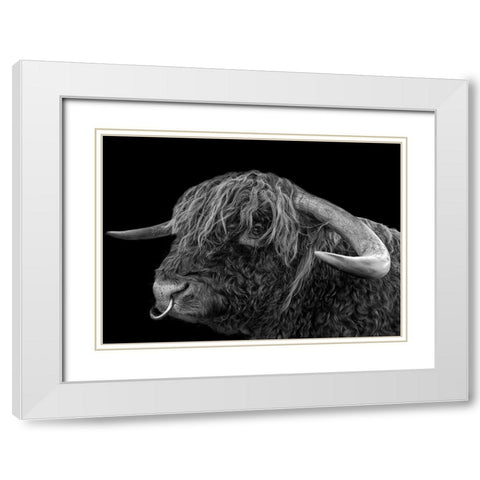 Galloway Bulle White Modern Wood Framed Art Print with Double Matting by Fischer, Rolf