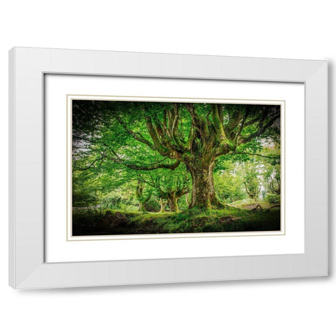 Otzarreta Forest I White Modern Wood Framed Art Print with Double Matting by Ronin