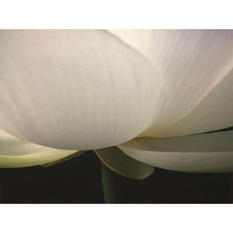 Lotus Stem Black Modern Wood Framed Art Print with Double Matting by Christensen, Jim