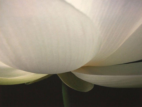 Lotus Stem White Modern Wood Framed Art Print with Double Matting by Christensen, Jim