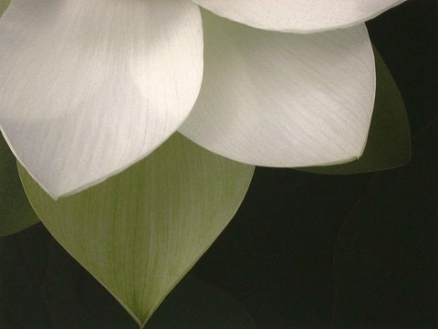 Lotus Closeup II Black Ornate Wood Framed Art Print with Double Matting by Christensen, Jim