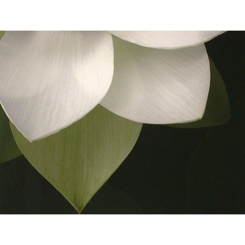 Lotus Closeup II Black Modern Wood Framed Art Print by Christensen, Jim