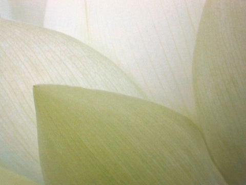 Lotus Curtain White Modern Wood Framed Art Print with Double Matting by Christensen, Jim