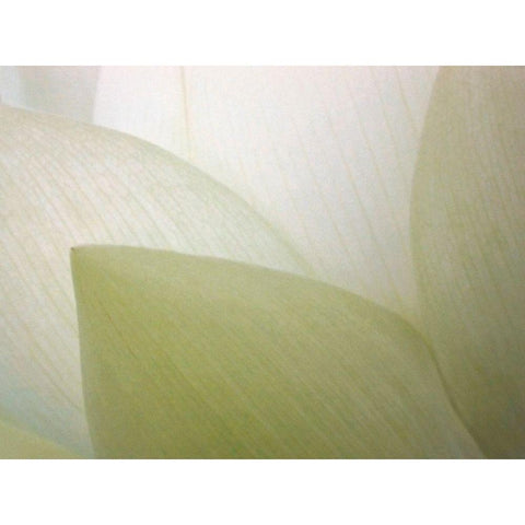 Lotus Curtain Black Modern Wood Framed Art Print by Christensen, Jim