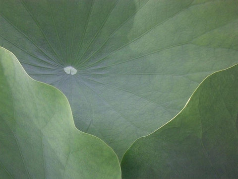 Lotus Leaves Black Ornate Wood Framed Art Print with Double Matting by Christensen, Jim
