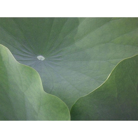 Lotus Leaves Black Modern Wood Framed Art Print by Christensen, Jim