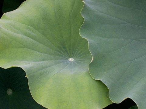 Lotus III White Modern Wood Framed Art Print with Double Matting by Christensen, Jim