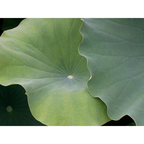 Lotus III Black Modern Wood Framed Art Print by Christensen, Jim