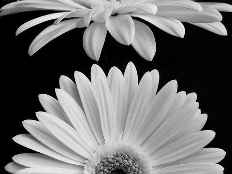 Daisies White Modern Wood Framed Art Print with Double Matting by Christensen, Jim