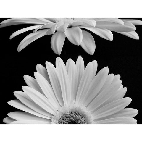 Daisies White Modern Wood Framed Art Print by Christensen, Jim