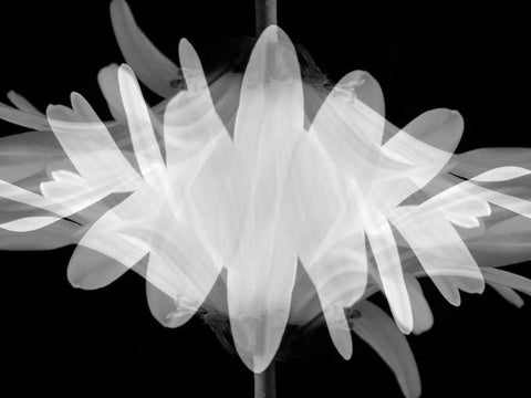 Superimposition Black Ornate Wood Framed Art Print with Double Matting by Christensen, Jim