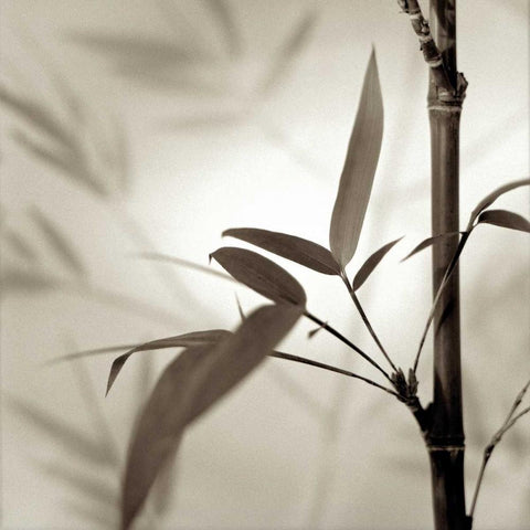 Florison - 64 Black Modern Wood Framed Art Print by Blaustein, Alan