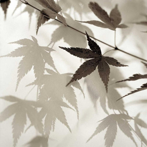 Florison - 62 White Modern Wood Framed Art Print by Blaustein, Alan