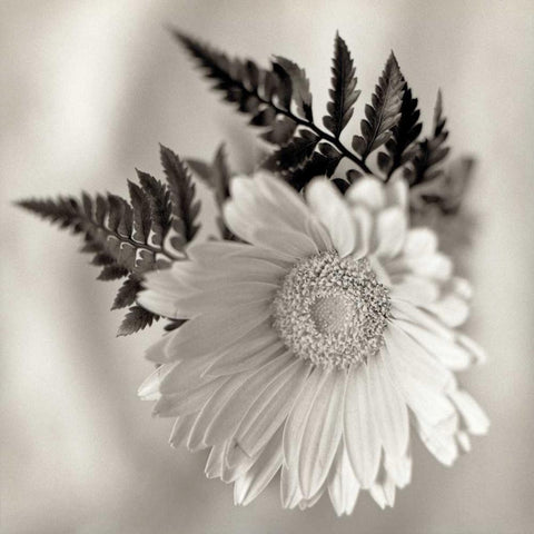 Florison - 60 White Modern Wood Framed Art Print by Blaustein, Alan