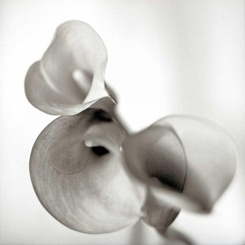 Florison - 59 White Modern Wood Framed Art Print by Blaustein, Alan