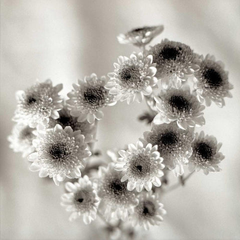 Florison - 58 Black Modern Wood Framed Art Print with Double Matting by Blaustein, Alan