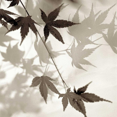 Florison - 63 Black Ornate Wood Framed Art Print with Double Matting by Blaustein, Alan