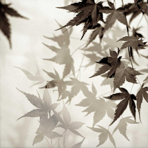 Florison - 57 Black Modern Wood Framed Art Print by Blaustein, Alan