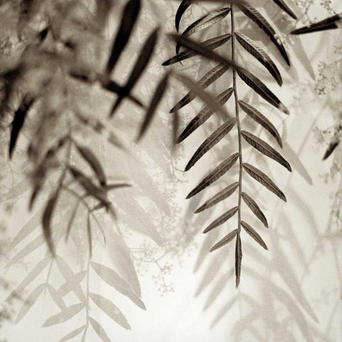 Florison - 56 Black Ornate Wood Framed Art Print with Double Matting by Blaustein, Alan