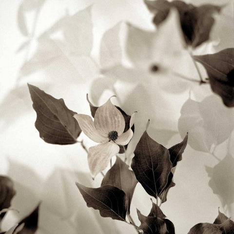 Florison - 54 Black Modern Wood Framed Art Print by Blaustein, Alan