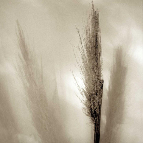 Florison - 53 Black Modern Wood Framed Art Print by Blaustein, Alan